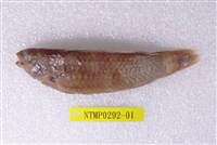 藏品(綠錦魚)的圖片